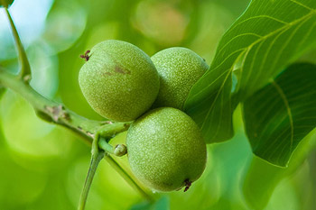 Paranuss-Frucht am Baum